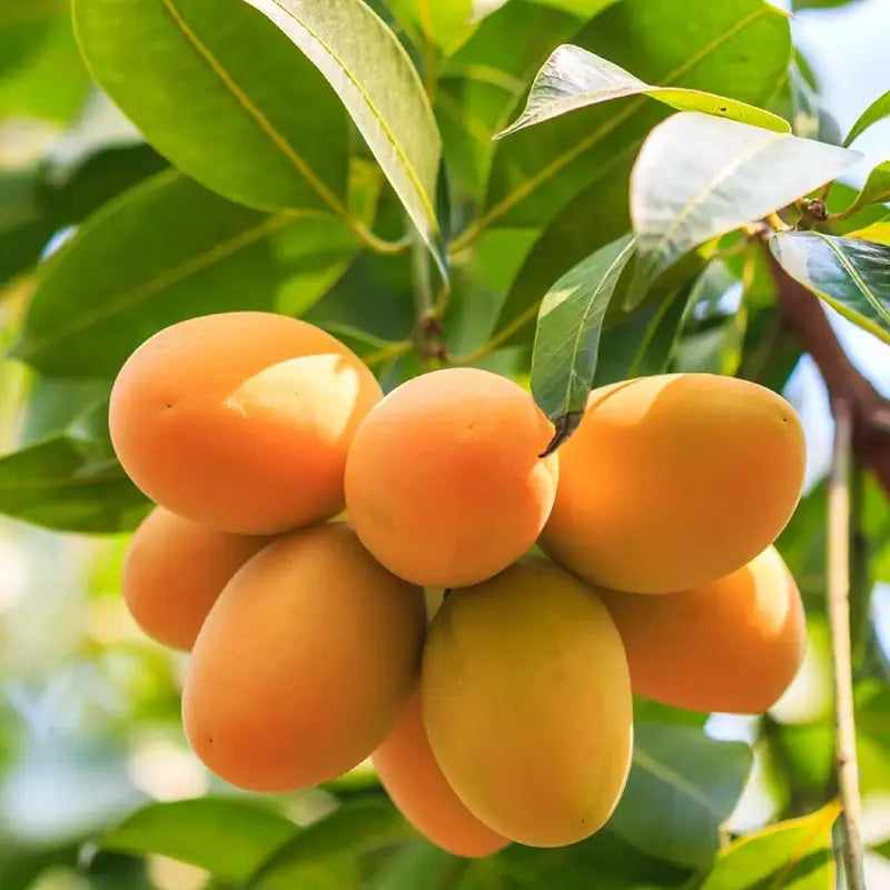 🥭Extra-Sweet Superior Pink Mango for Plant