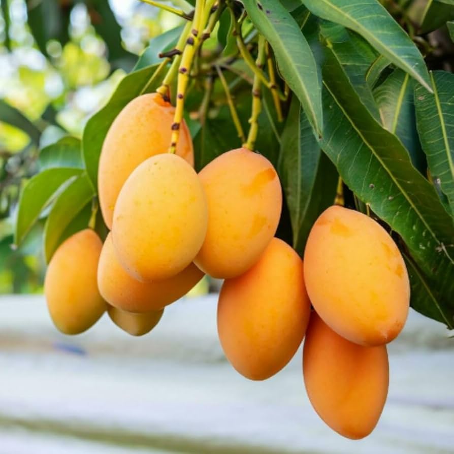 🥭Extra-Sweet Superior Pink Mango for Plant