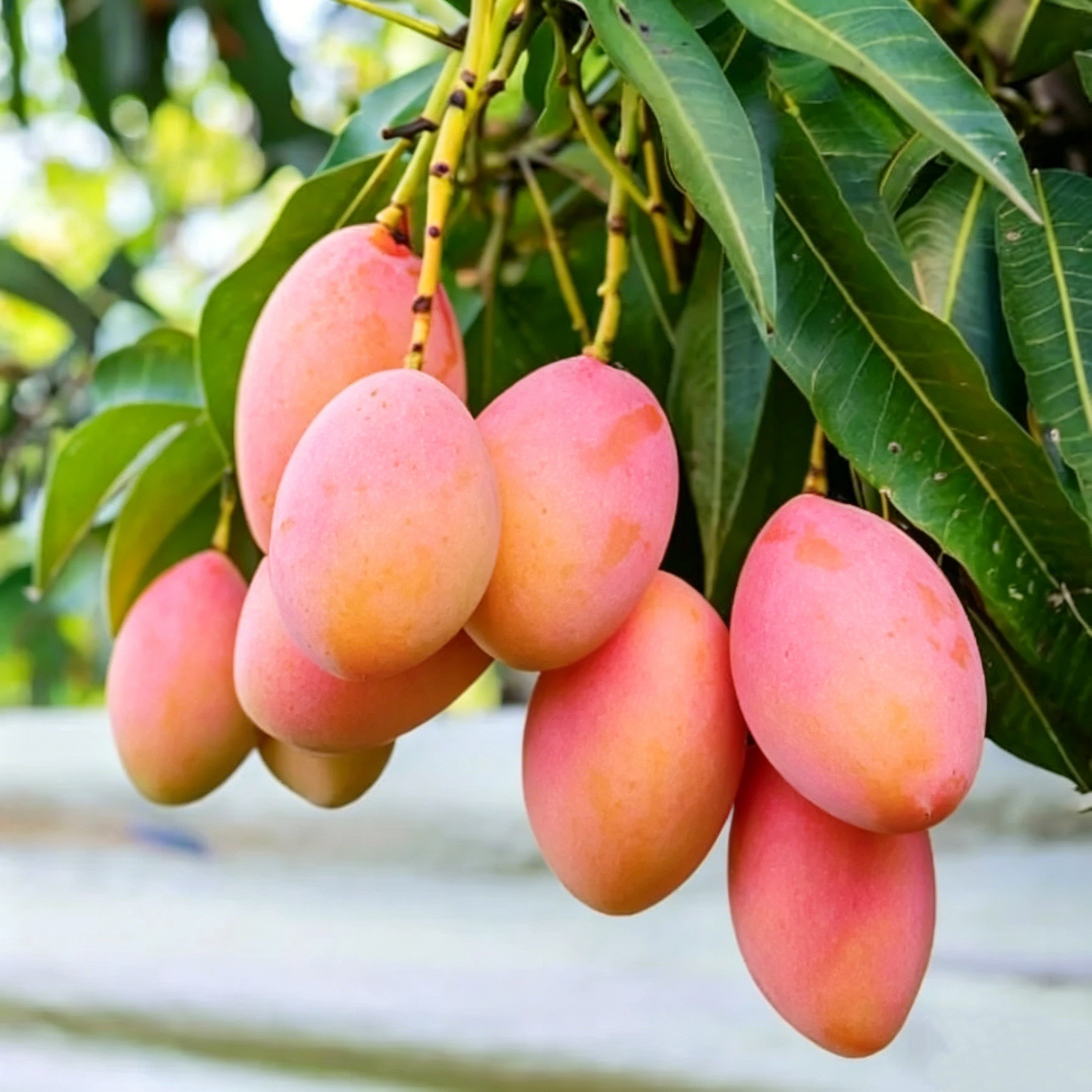 🥭Extra-Sweet Superior Pink Mango for Plant