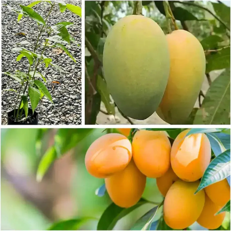 🥭Extra-Sweet Superior Pink Mango for Plant