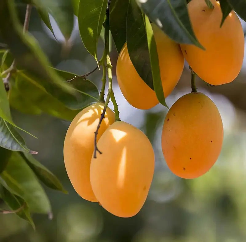 🥭Extra-Sweet Superior Pink Mango for Plant