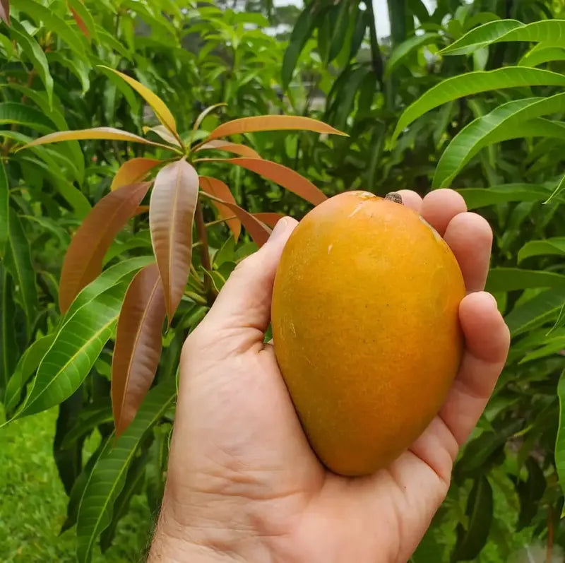 🥭Extra-Sweet Superior Pink Mango for Plant
