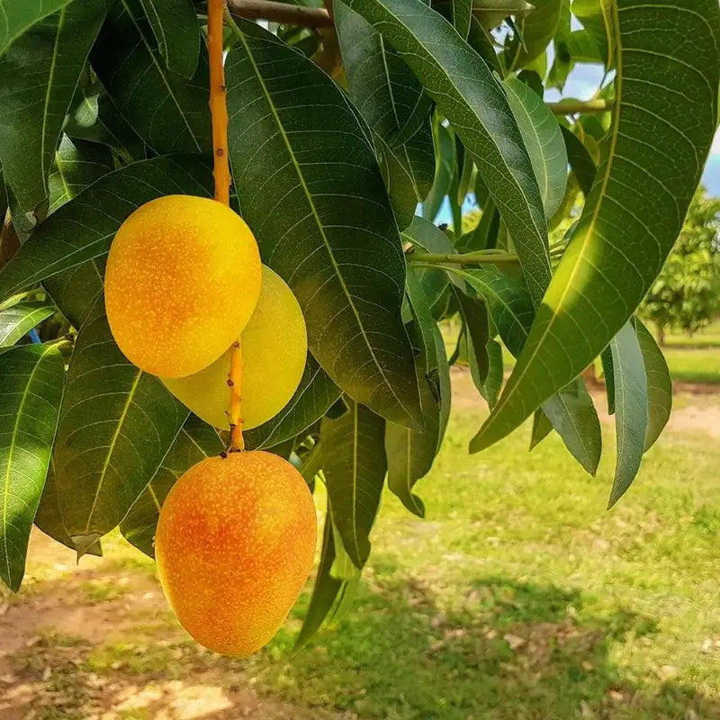 🥭Extra-Sweet Superior Pink Mango for Plant